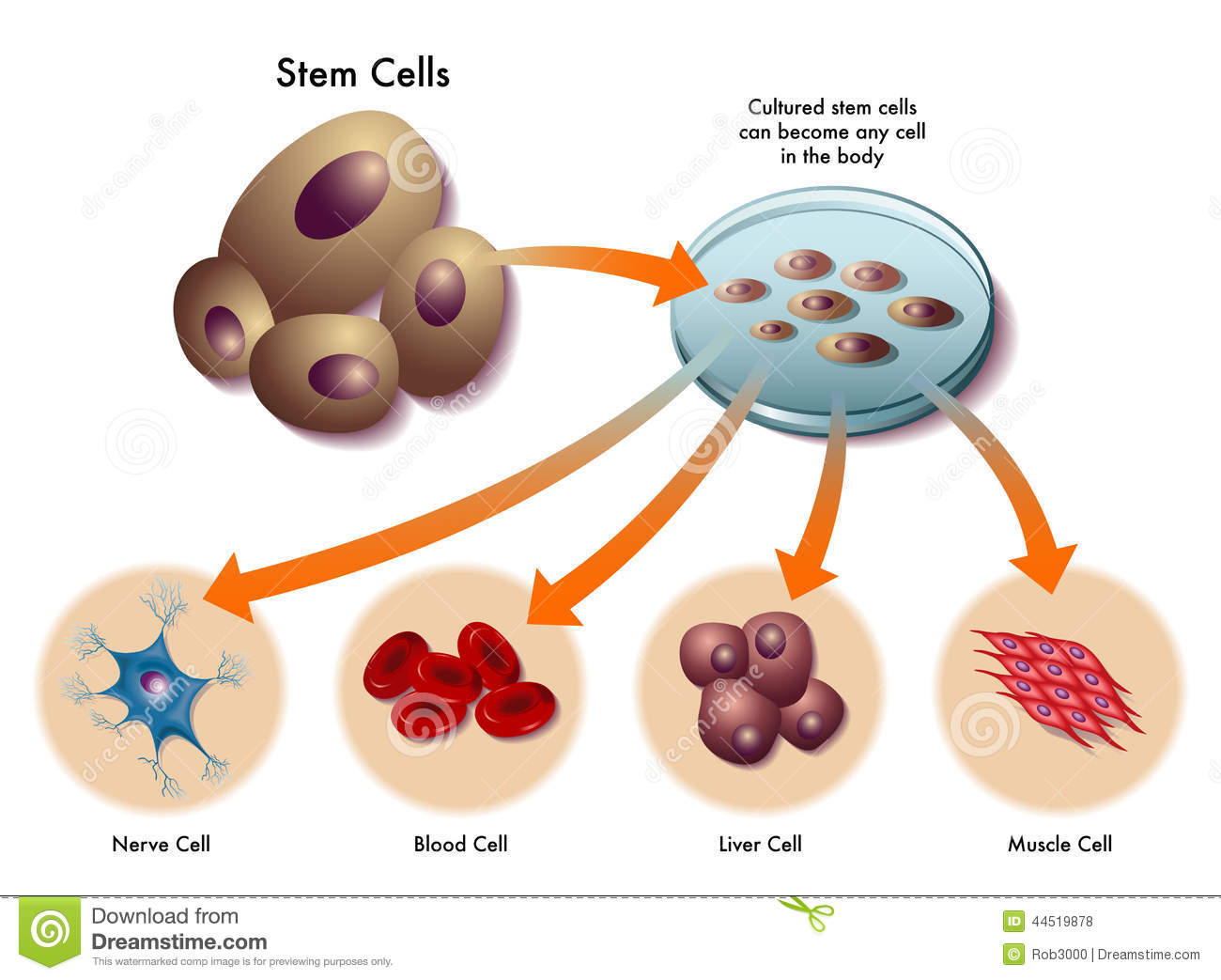 Embryonic Stem Cells: ‘Promise of Tissue Immortality’ – The Mirror