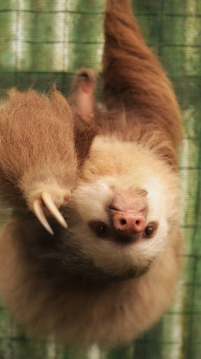 2 toed Sloth at the Sloth Sanctuary, MonteVerde Cloud Forest Adventure Park