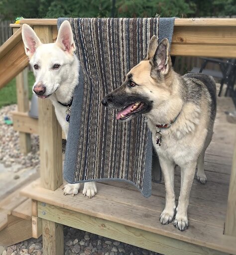 Two German Shepherds that have been fostered / owned by Angela Zdroik. 